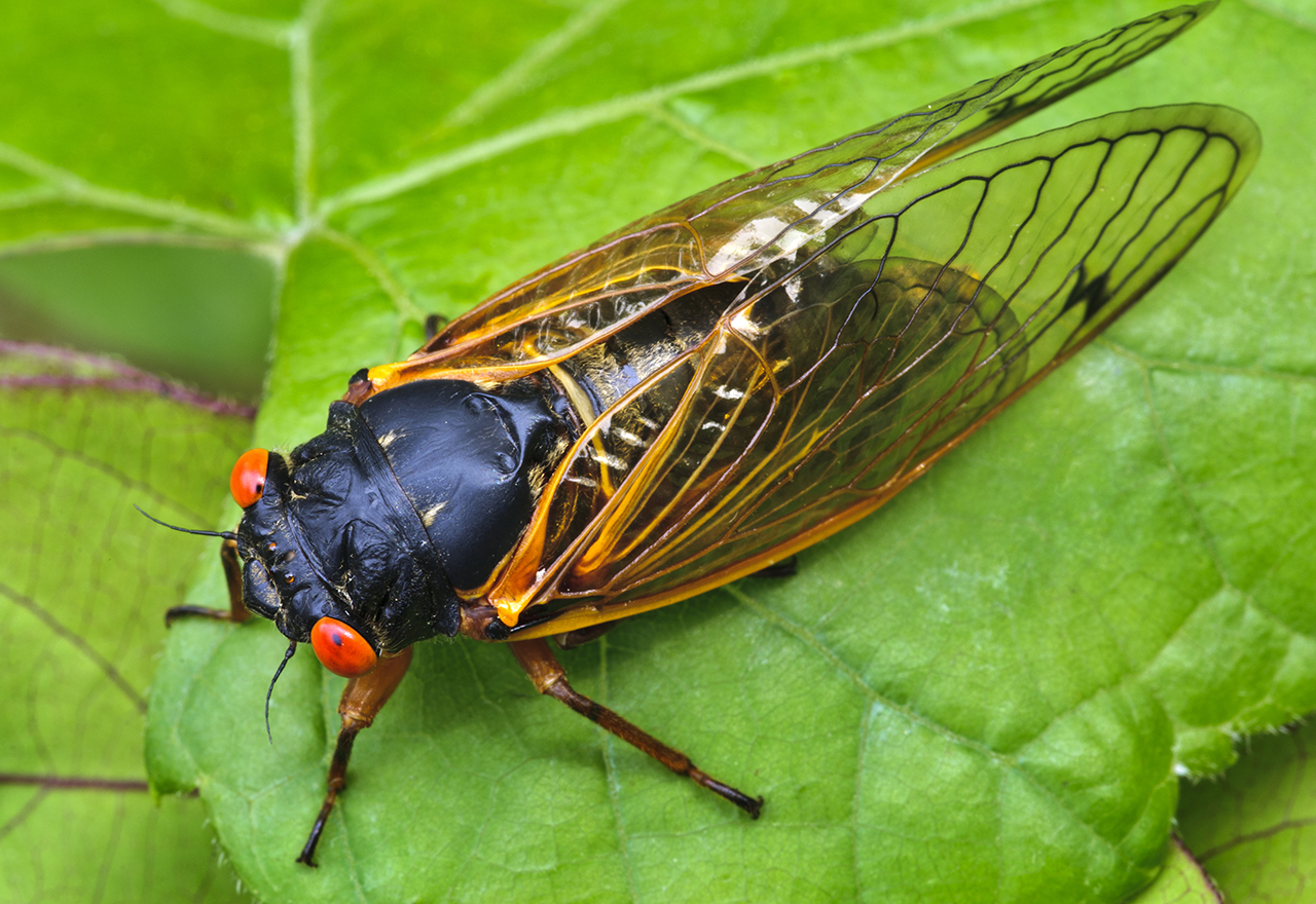 The Return Of The 17 Year Locusts The Return Of The 17 Year Locusts